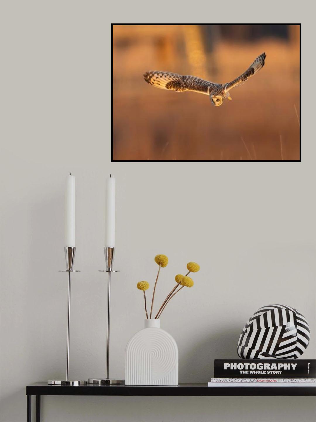 Short Eared Owl in Action at Sunset Poster och Canvastavla