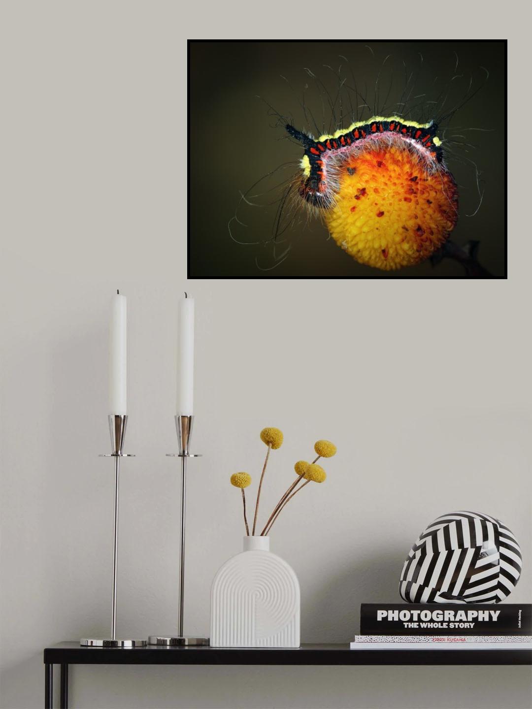 Hairy Poster och Canvastavla