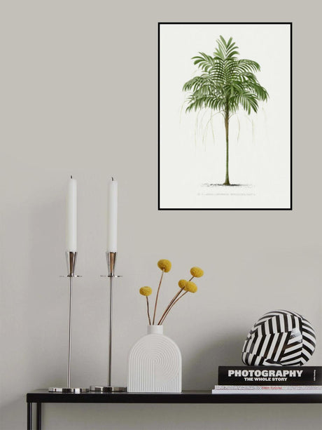 Ii Areca Monostachya Poster och Canvastavla