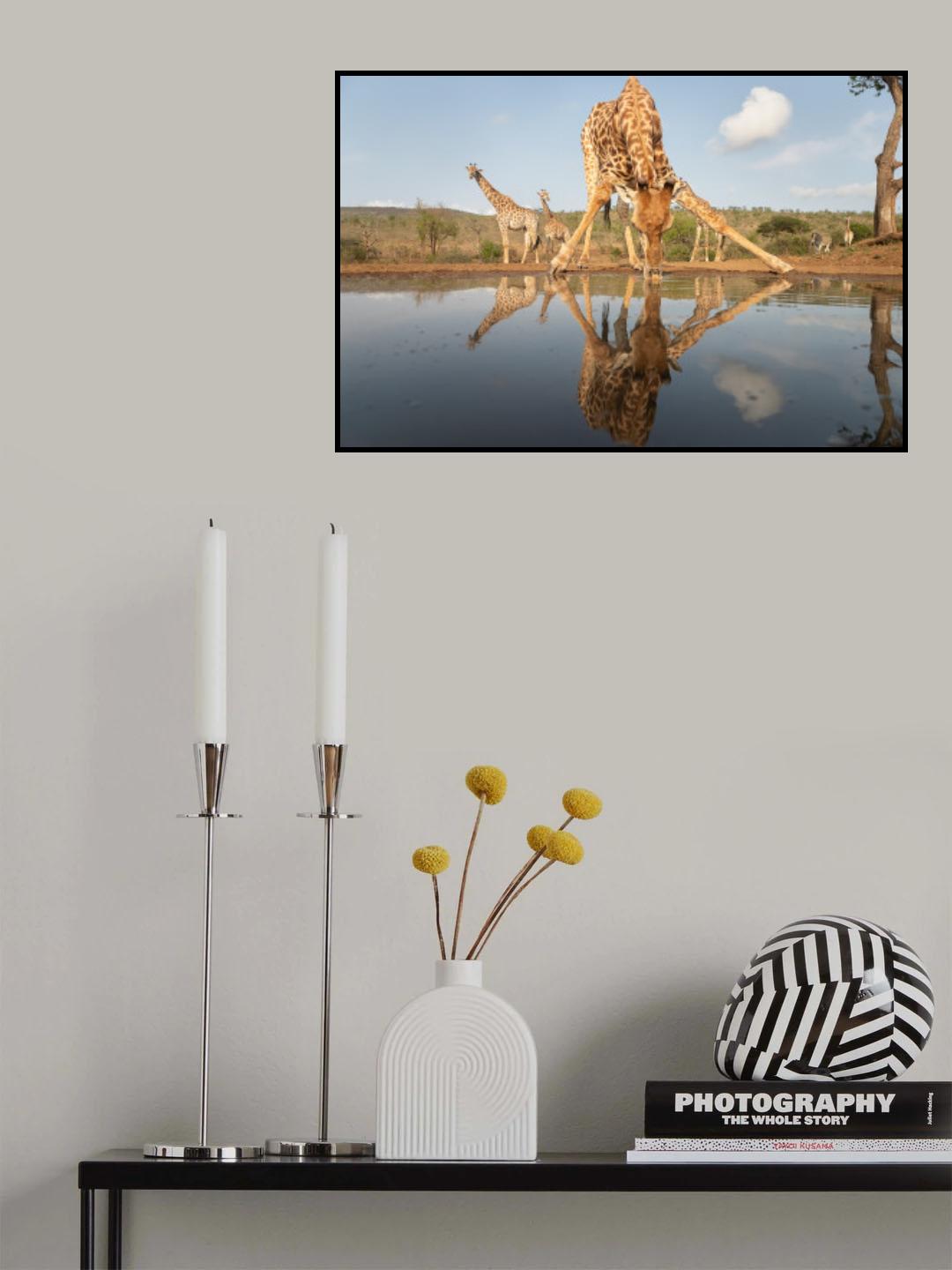 Giraffe drinking Poster och Canvastavla