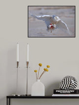 Snowy Owl in Hunting Poster och Canvastavla