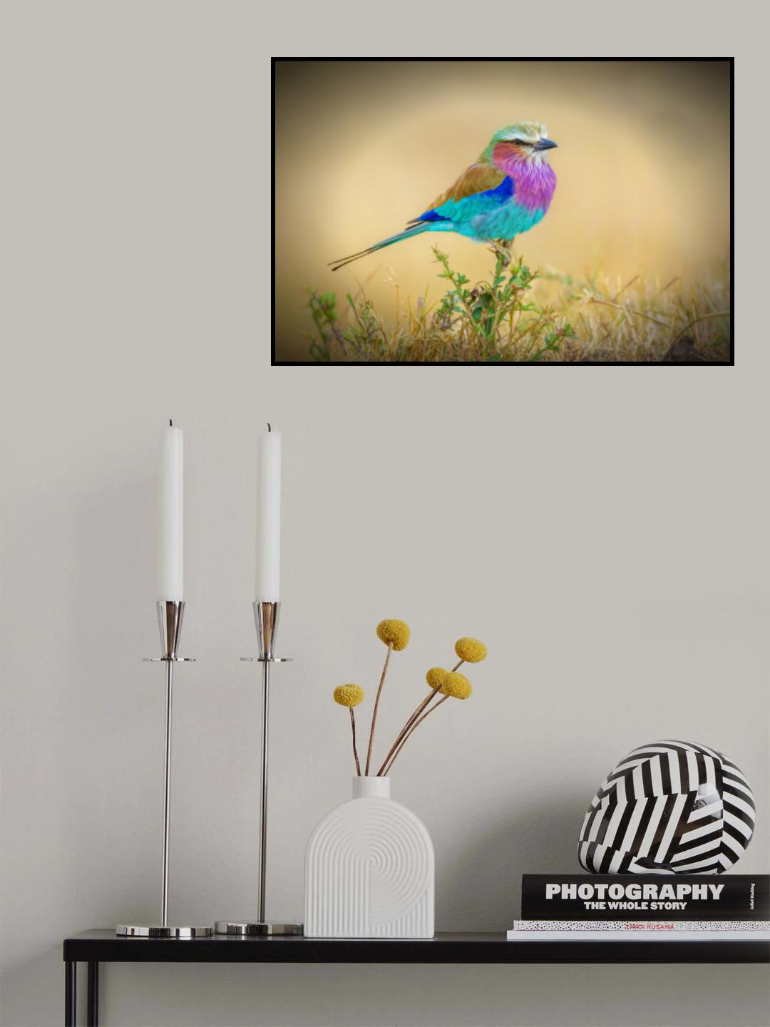 Feathered Rainbows Poster och Canvastavla