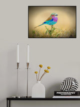 Feathered Rainbows Poster och Canvastavla