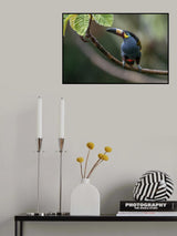 Plate_Billed Mountain Toucanet Poster och Canvastavla