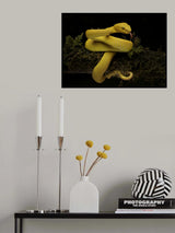 yellow viper Poster och Canvastavla