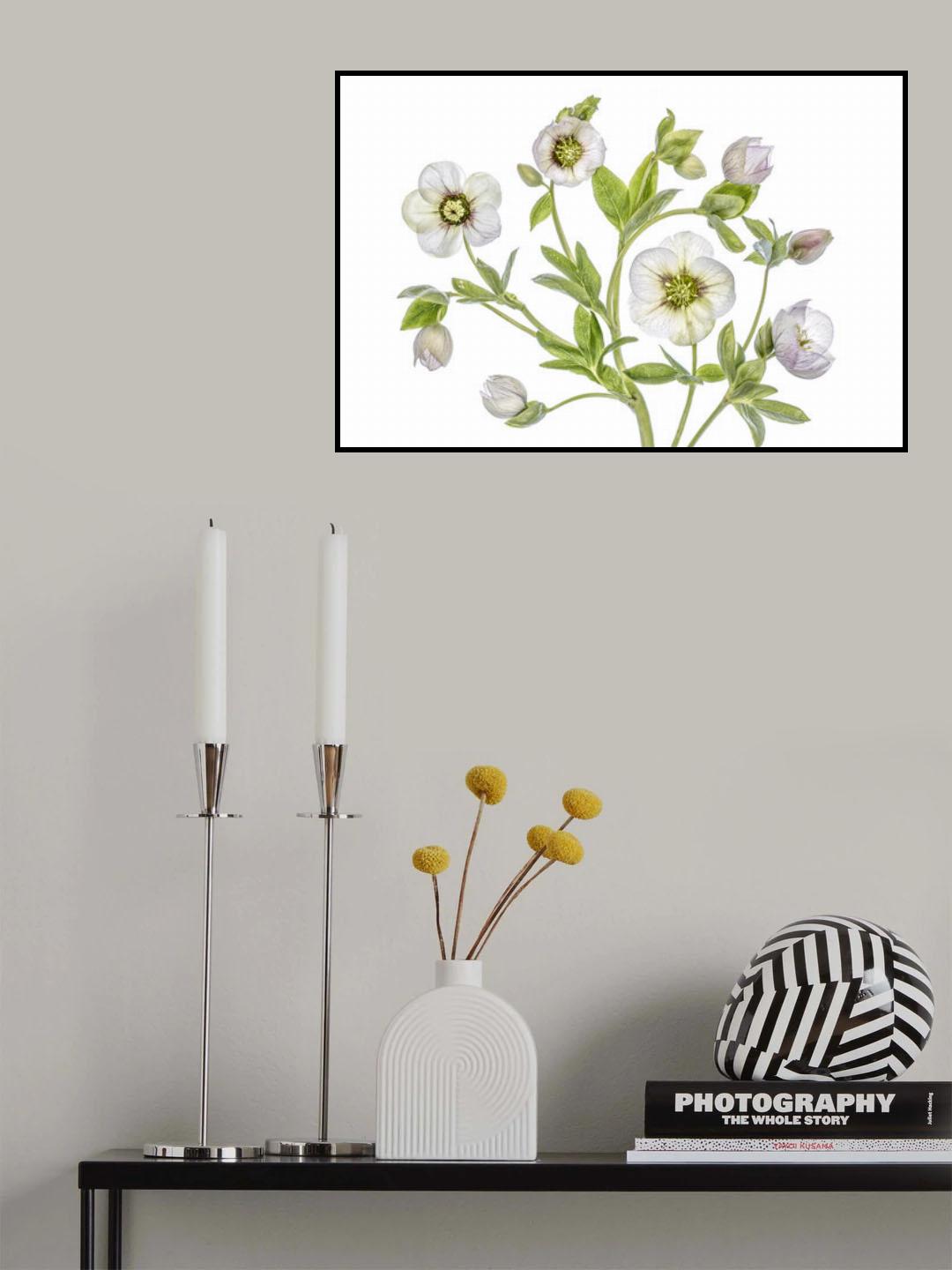Hellebore Poster och Canvastavla