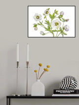 Hellebore Poster och Canvastavla
