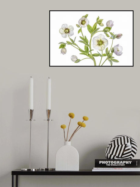 Hellebore Poster och Canvastavla