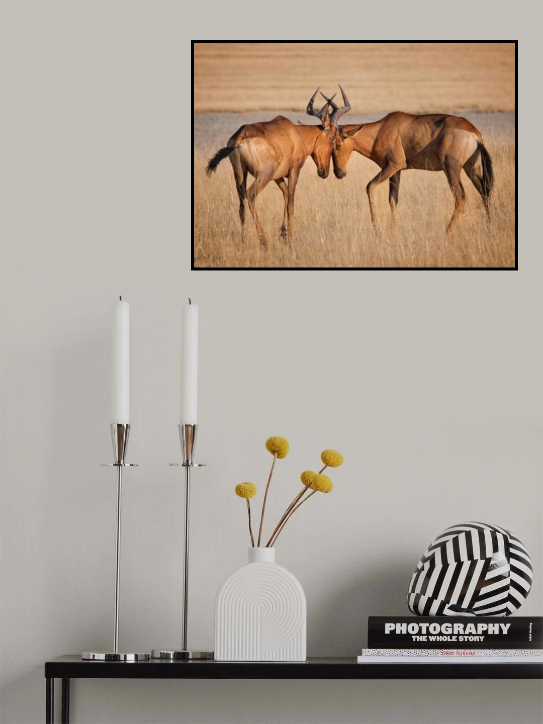 You will have to calm you the hartebeests Poster och Canvastavla