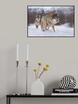 European Gray Wolf Poster och Canvastavla