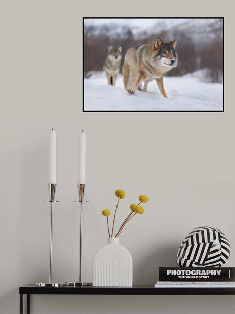European Gray Wolf Poster och Canvastavla
