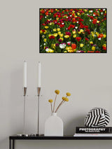 colorful tulips Poster och Canvastavla