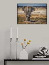 BabyElephant Poster och Canvastavla
