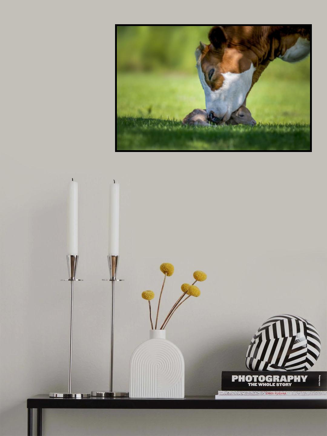 cow deer love Poster och Canvastavla