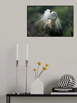 Morning glory Poster och Canvastavla