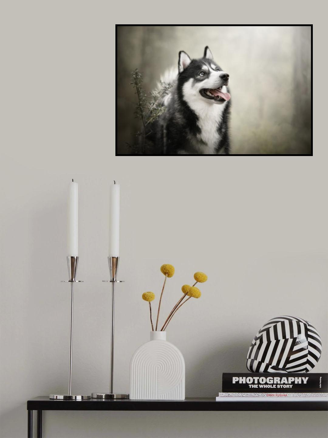 husky Poster och Canvastavla