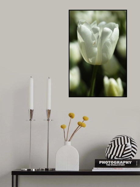 white tulip close up Poster och Canvastavla