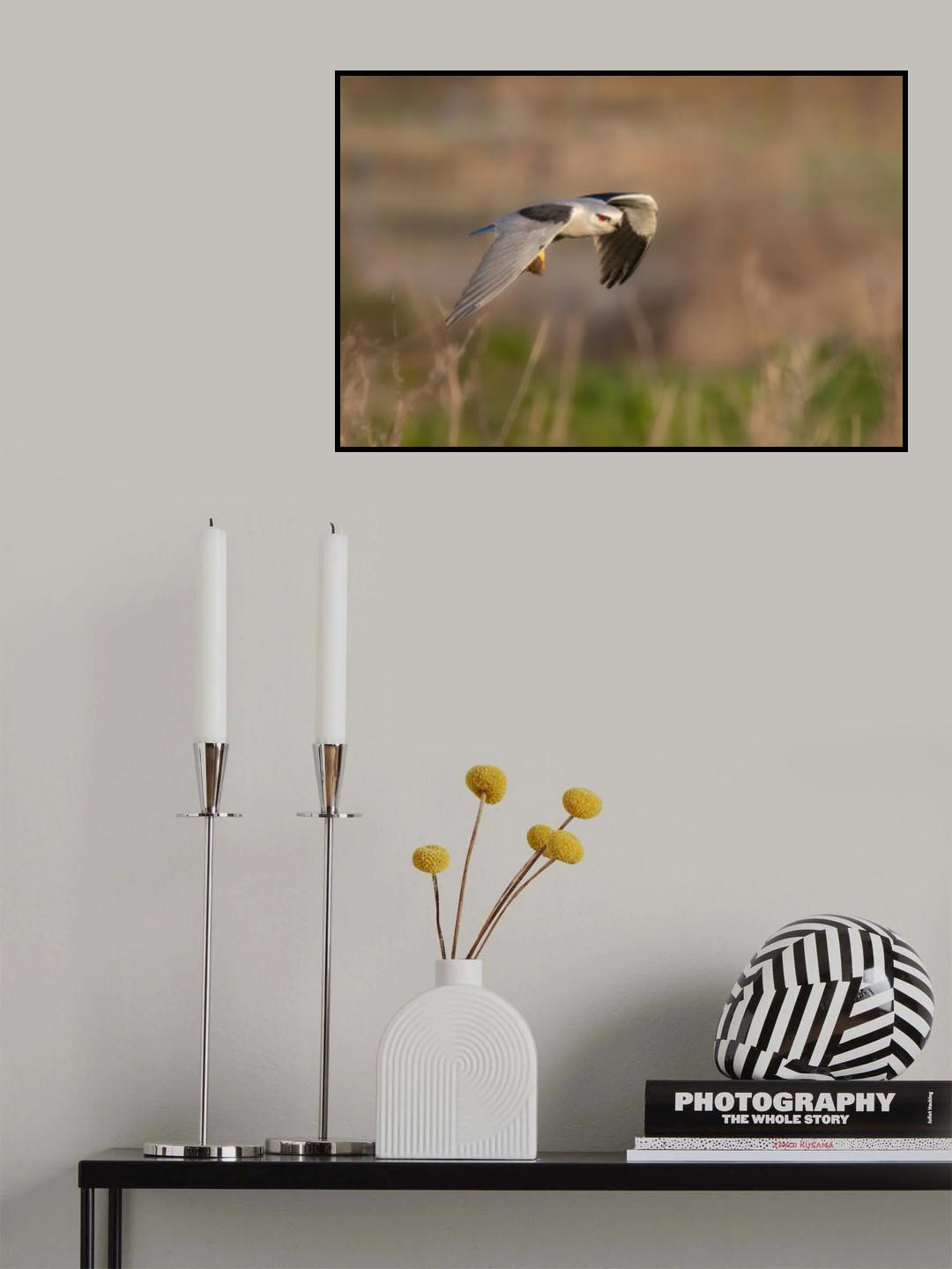 Under My Wing Poster och Canvastavla