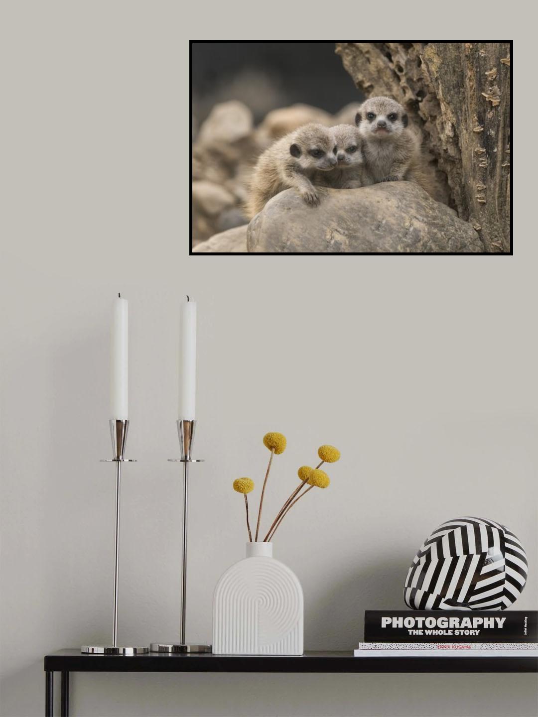 Meerkat siblings 4 weeks old. Poster och Canvastavla