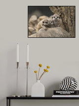 Meerkat siblings 4 weeks old. Poster och Canvastavla