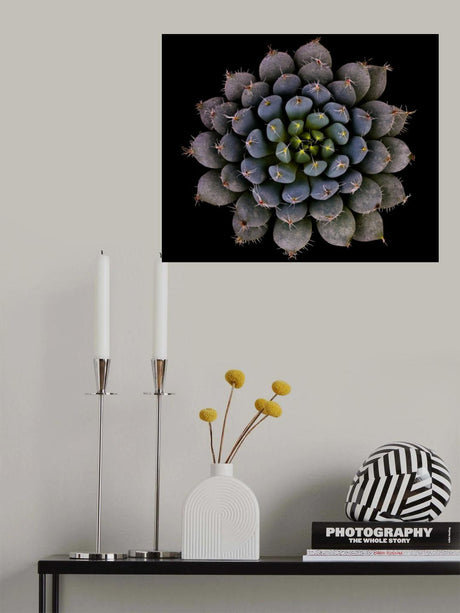 Echeveria setosa var. deminuta Poster och Canvastavla