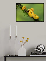 Eyelash viper Poster och Canvastavla