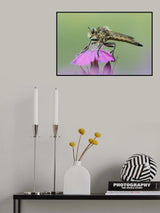 Robber fly Poster och Canvastavla