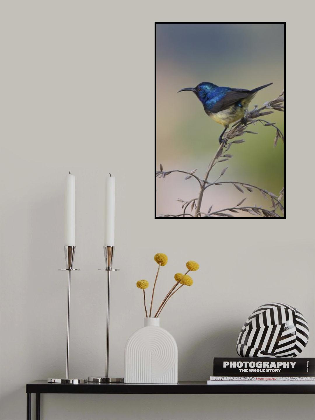 Variable Sunbird Poster och Canvastavla