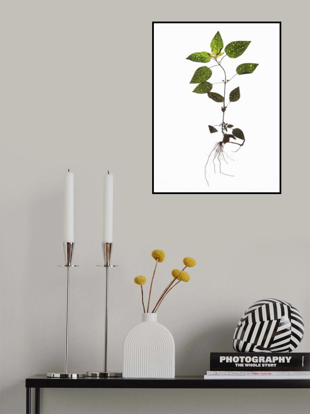 Herbarium 01 Poster och Canvastavla