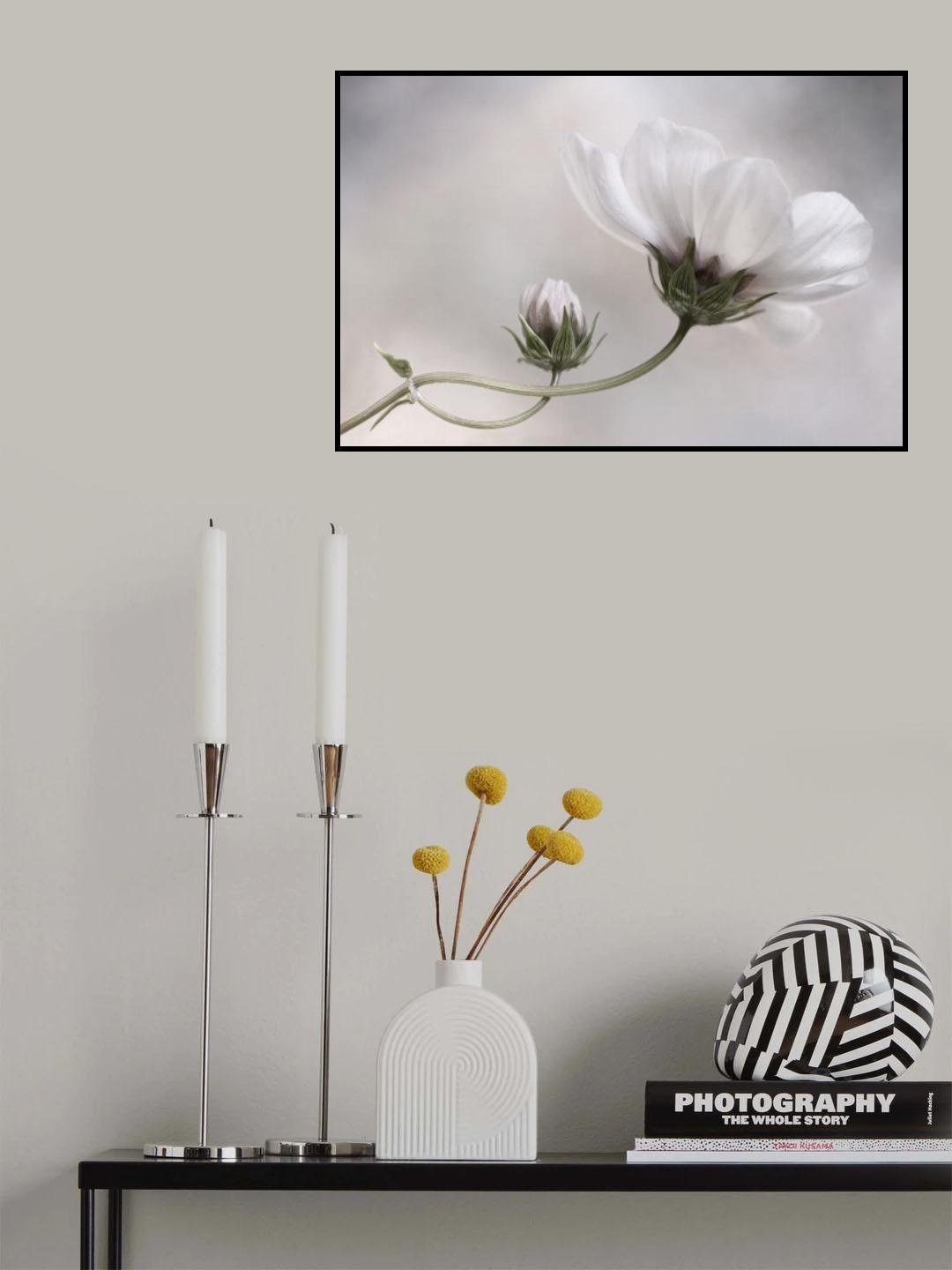 Simply Cosmos Poster och Canvastavla