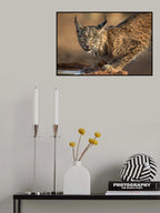 Wild Iberian Lynx Poster och Canvastavla