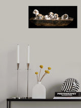 A bunch of English Bulldog puppies. Poster och Canvastavla