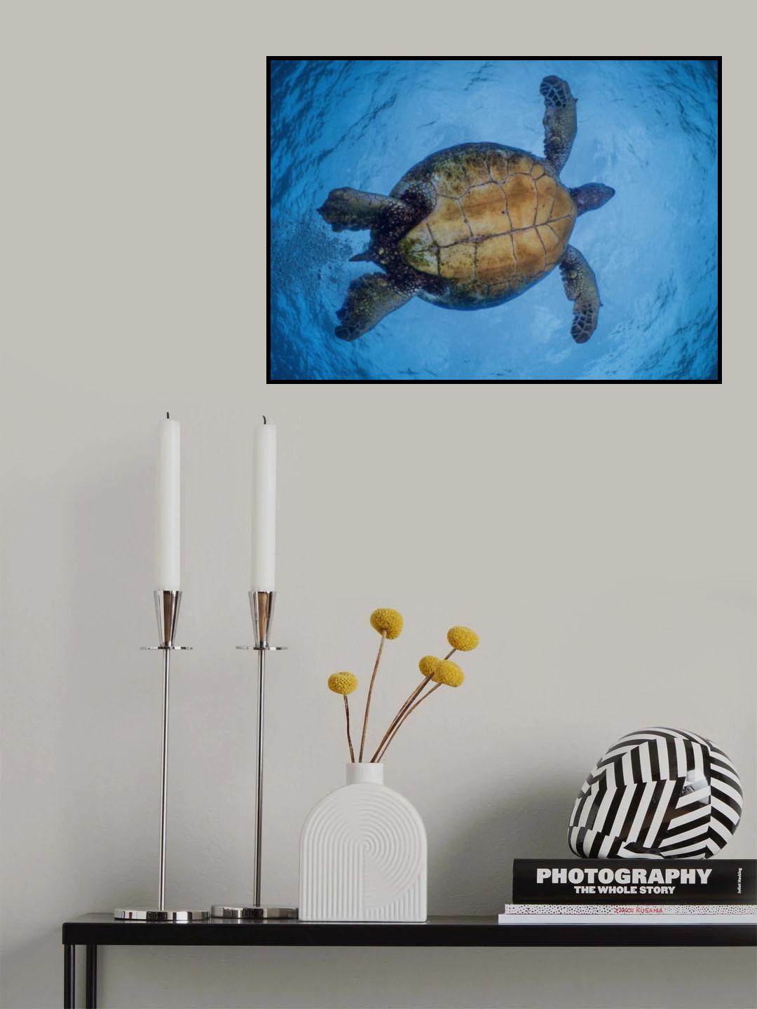 Zen Turtle Poster och Canvastavla