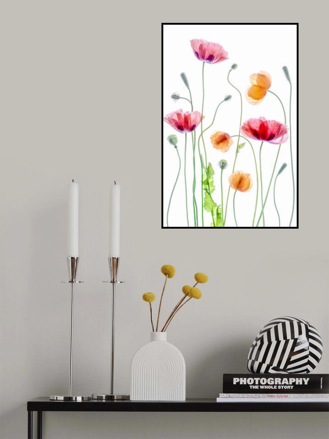Poppies Poster och Canvastavla