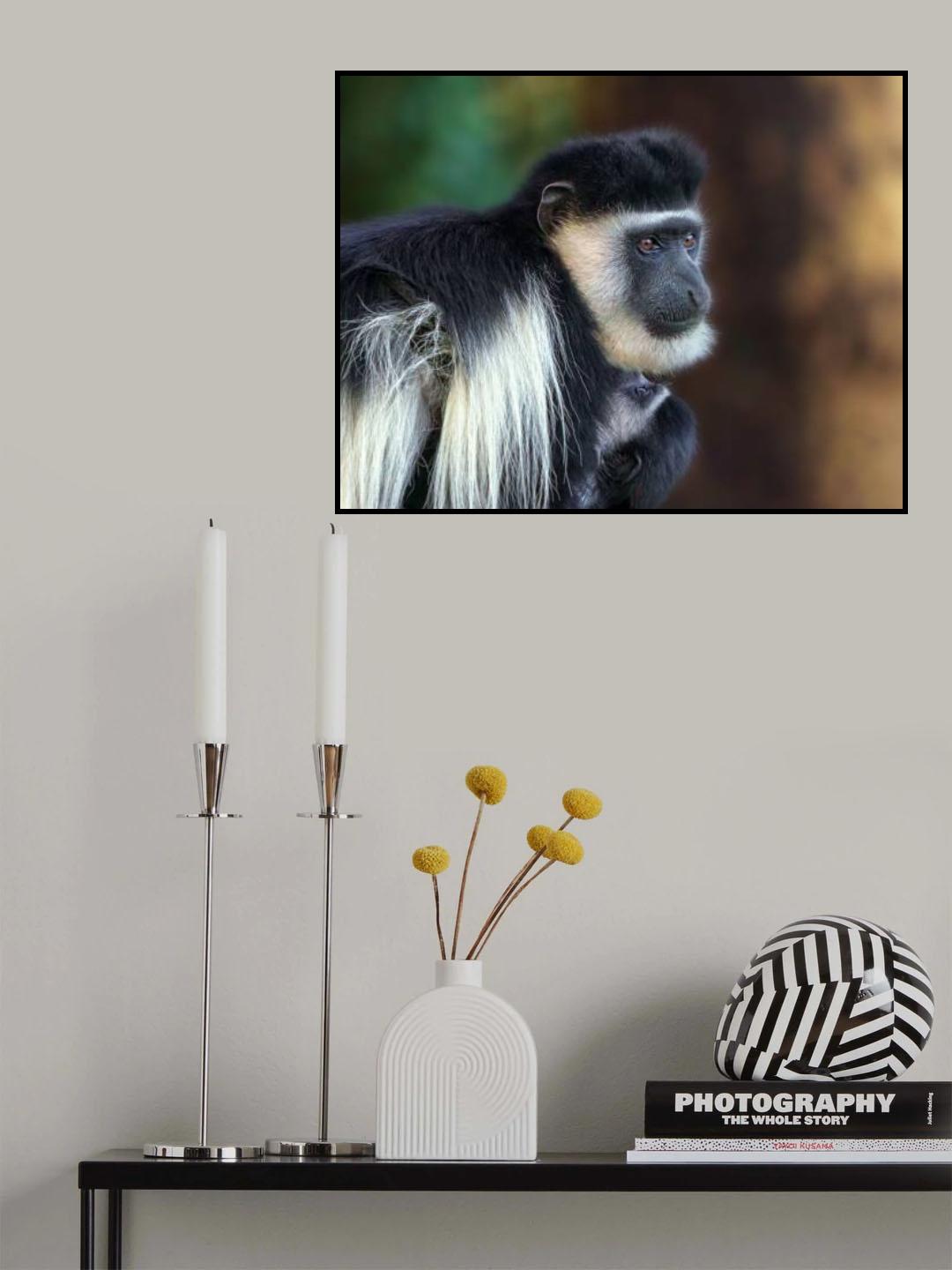 Colobus guereza 7R46907 Poster och Canvastavla