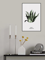 Agave Americana Poster och Canvastavla