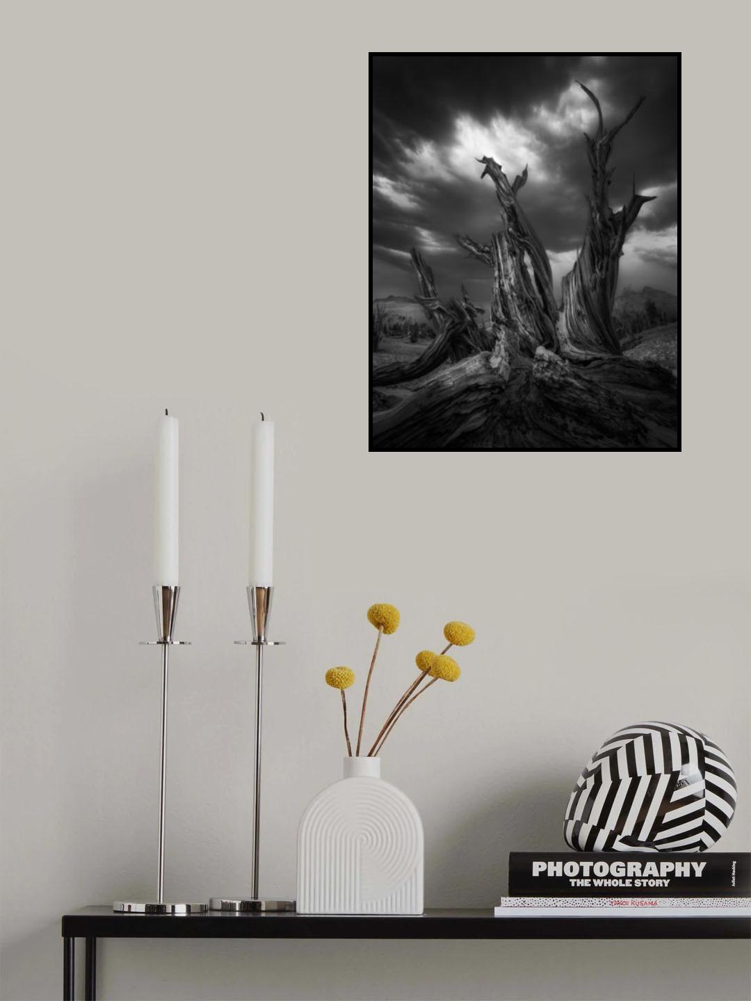 Old Tree Poster och Canvastavla