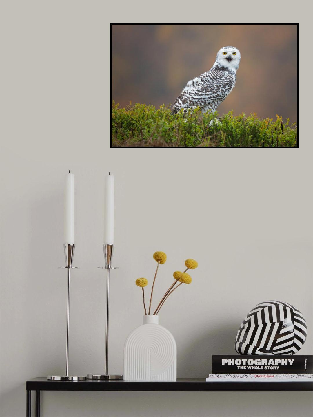 Snowy Owl Poster och Canvastavla