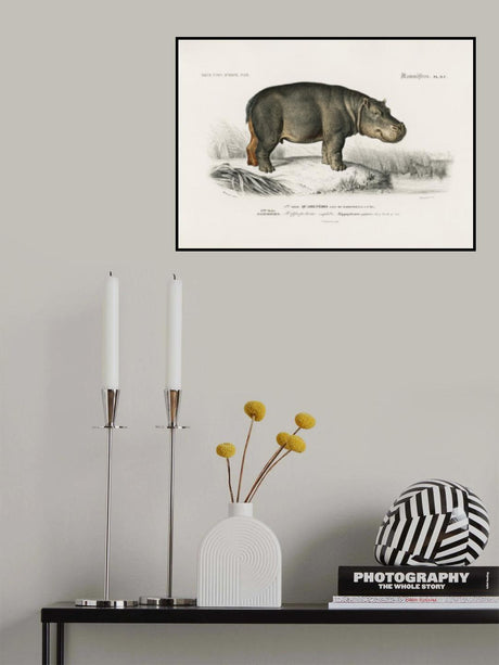 Hippopotamus Poster och Canvastavla