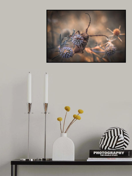 Morimus funereus Poster och Canvastavla