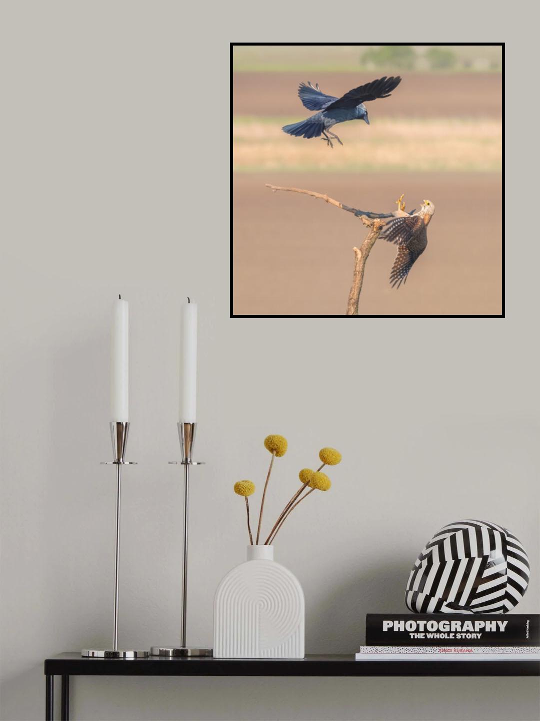 Jackdaw fighting with falcon Poster och Canvastavla