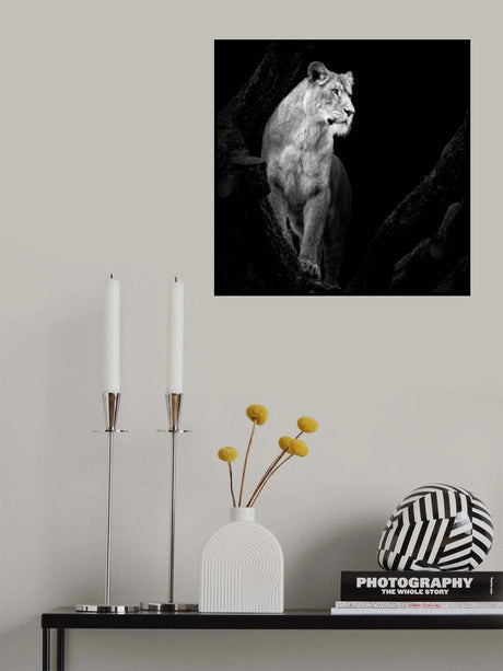 Lioness Poster och Canvastavla