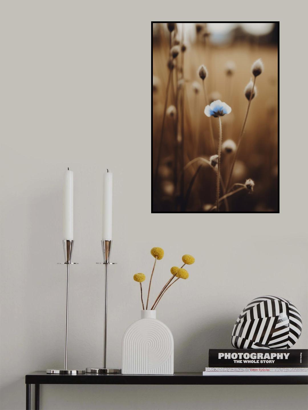 Blue Corn Flowers No 4 Poster och Canvastavla