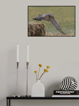 Fly away Poster och Canvastavla