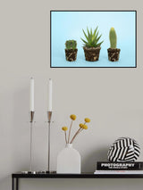 Cactus Poster och Canvastavla