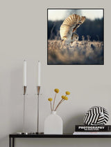 Barn owl at sunrise Poster och Canvastavla