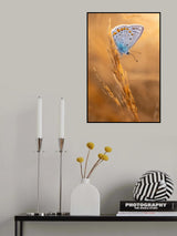 Common Blue Butterfly Poster och Canvastavla