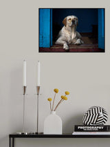 Daytime sleep Poster och Canvastavla