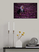 purple Poster och Canvastavla