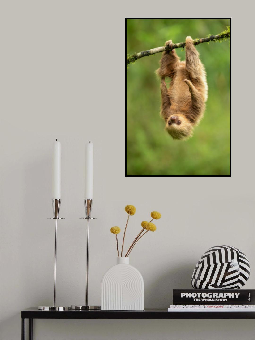 Hoffmann's two-toed sloth Poster och Canvastavla